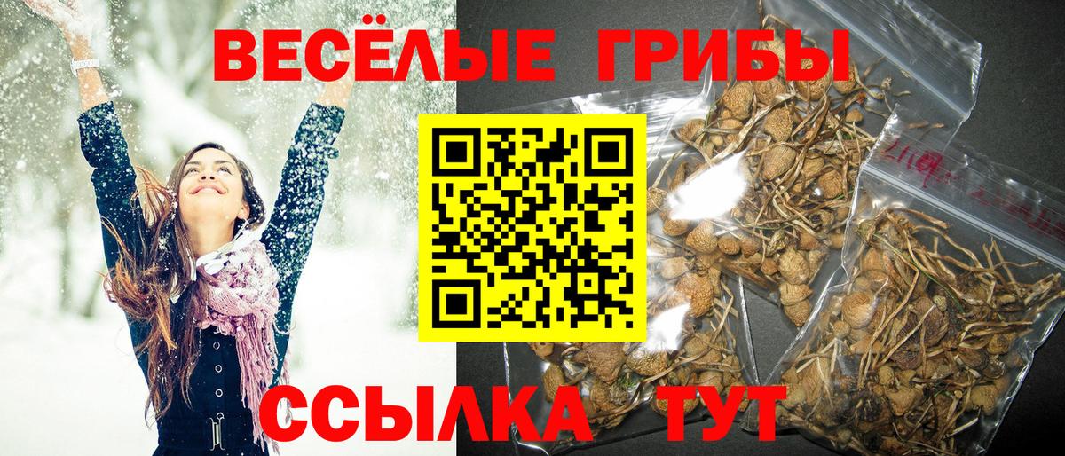 купить закладку  Вход с VPN  Назрань  Галлюциногенные грибы мицелий 
